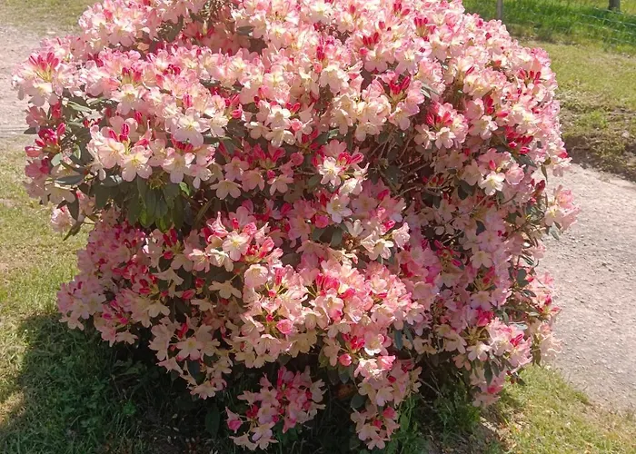 Ideal 4-8 Pers Avec Garage 20 Mn Gerardmer Chalet Vienville